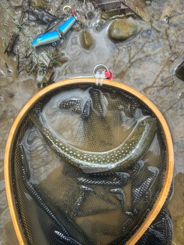 エゾイワナの釣果