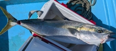 ブリの釣果