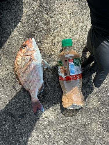 タイの釣果