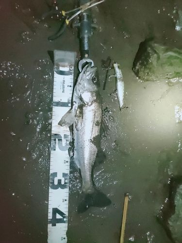 シーバスの釣果