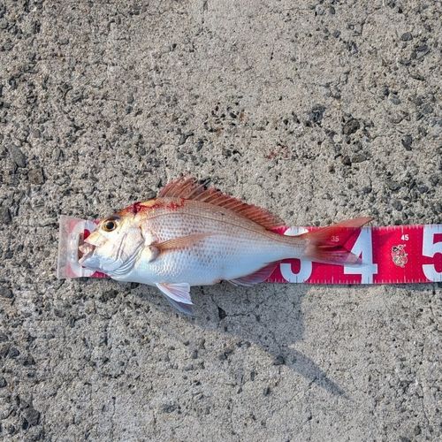 マダイの釣果