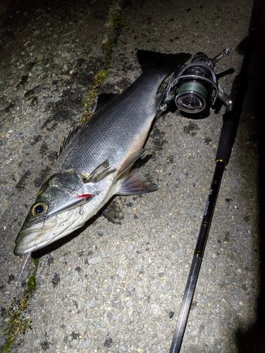 ヒラスズキの釣果