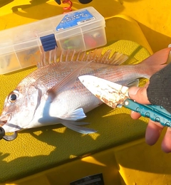 タイの釣果