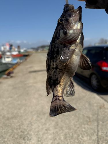 クロソイの釣果