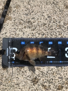 クロメバルの釣果