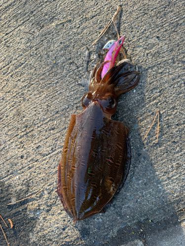 モンゴウイカの釣果