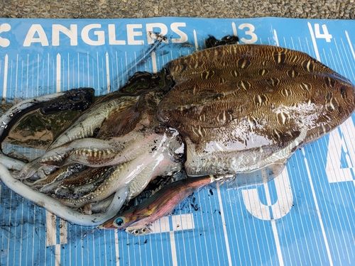 モンゴウイカの釣果