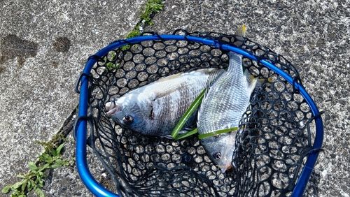 キビレの釣果