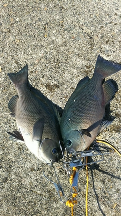 クチブトグレの釣果