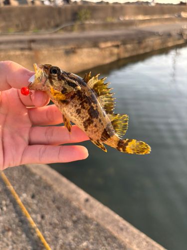 タケノコメバルの釣果