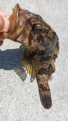 ベッコウゾイの釣果