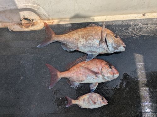 マダイの釣果