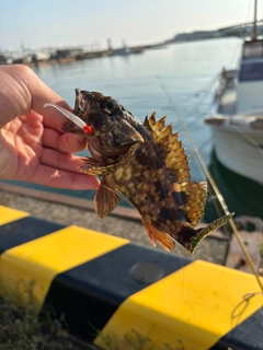 ガシラの釣果