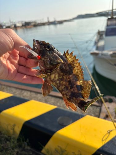 ガシラの釣果