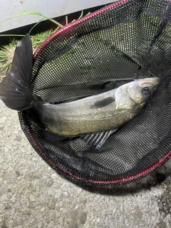 スズキの釣果