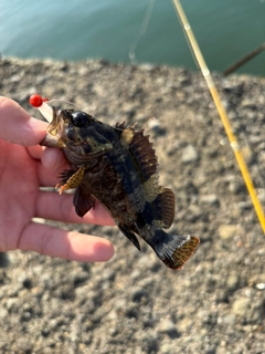 ムラソイの釣果