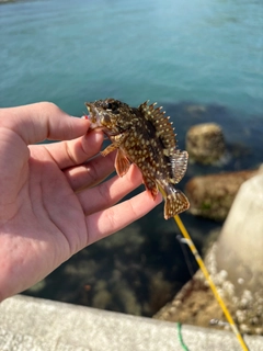 ガシラの釣果