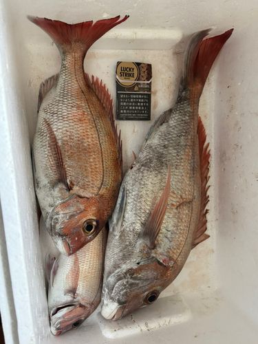 マダイの釣果