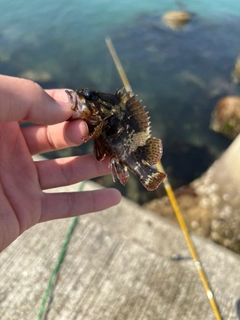 ムラソイの釣果