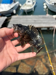 ムラソイの釣果