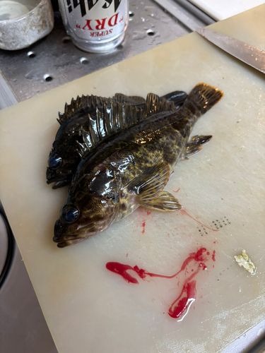 じゃこ天 さんの 2026年05月02日のタケノコメバルの釣り・釣果情報