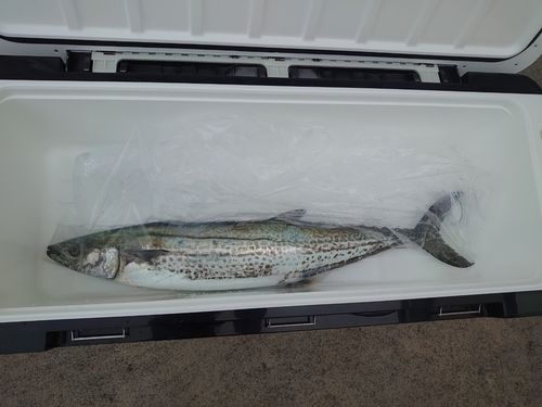 サワラの釣果
