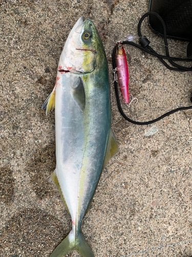 ツバスの釣果