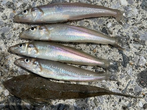 キスの釣果