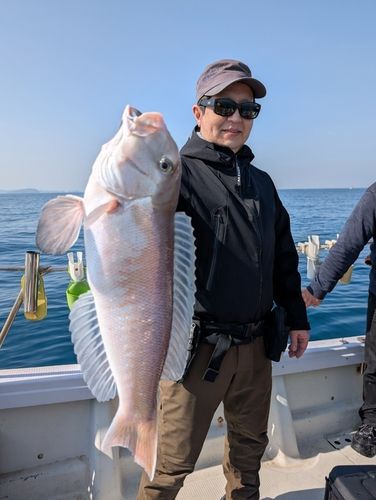 シロアマダイの釣果