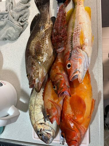 タイの釣果