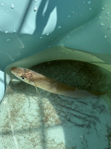 キスの釣果