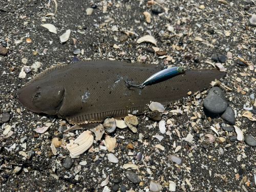 ウシノシタの釣果