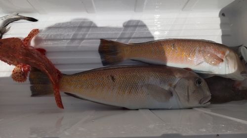 アマダイの釣果