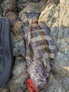 オオモンハタの釣果