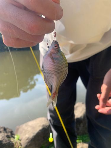 タナゴの釣果