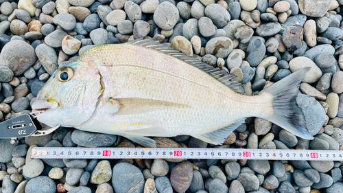 ヘダイの釣果