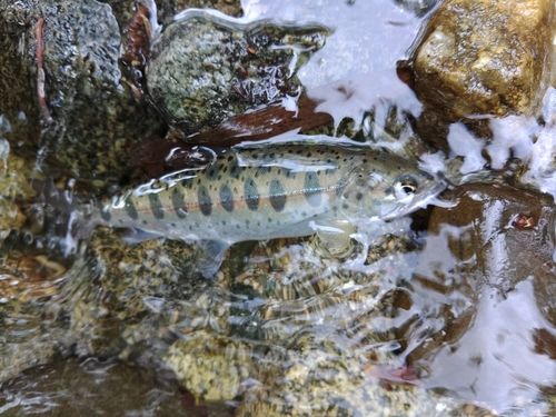 ヤマメの釣果