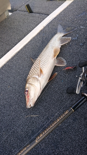 ニゴイの釣果