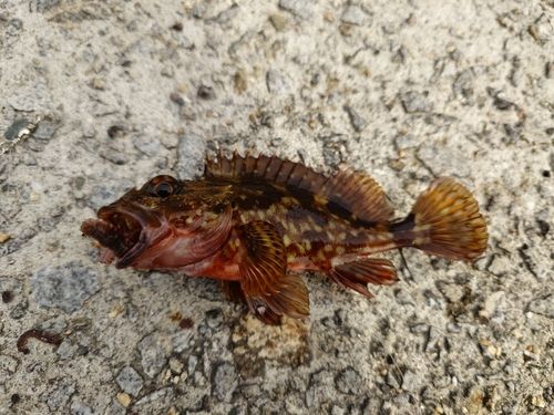 カサゴの釣果