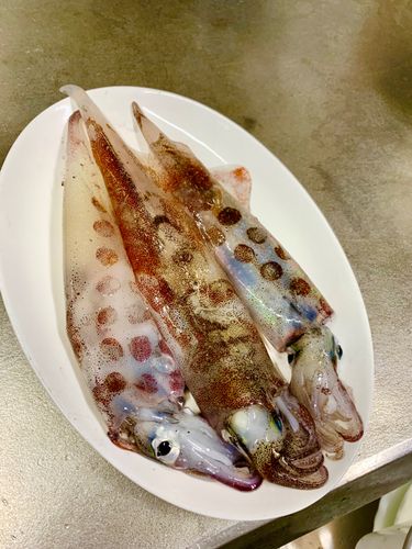 ヤリイカの釣果