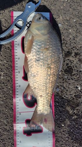 マブナの釣果