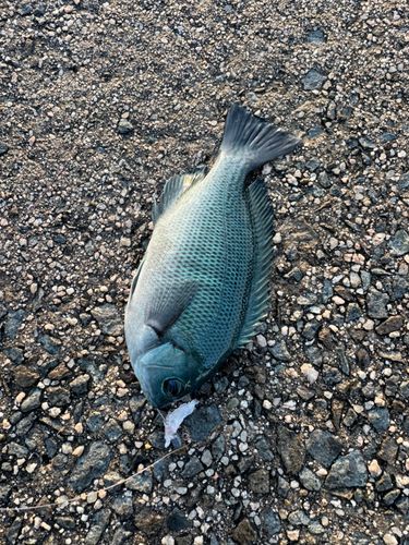 グレの釣果