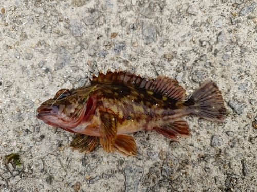 カサゴの釣果