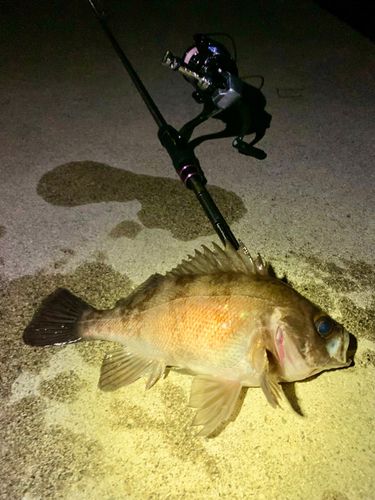 シロメバルの釣果