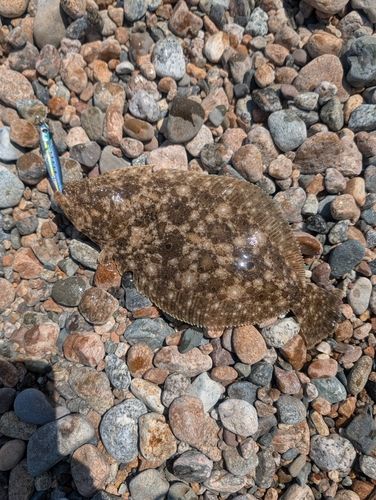 ソゲの釣果