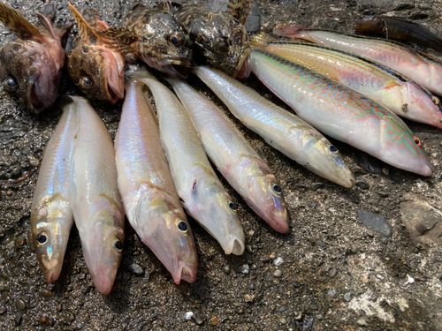 樋島の釣果 - アングラーズ | 釣果600万件の魚釣り情報サイト