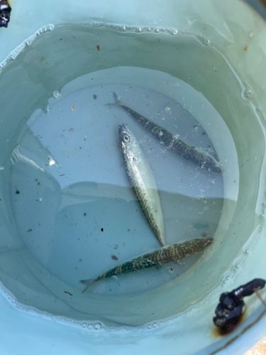 サバの釣果