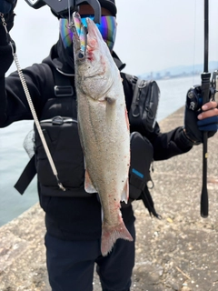 セイゴ（マルスズキ）の釣果