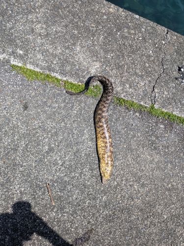 ウツボの釣果