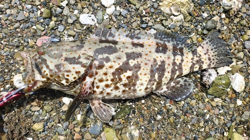 チャイロマルハタの釣果